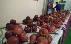 apple festival uttarkashi