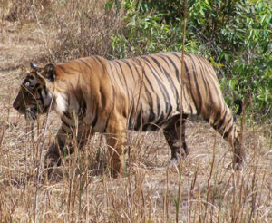 baagh tiger